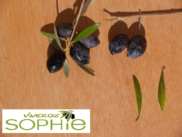 Variedad de olivo PICO  LIMÓN